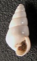 Odostomia sicula